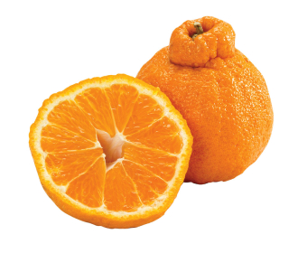 Sumo mandarin